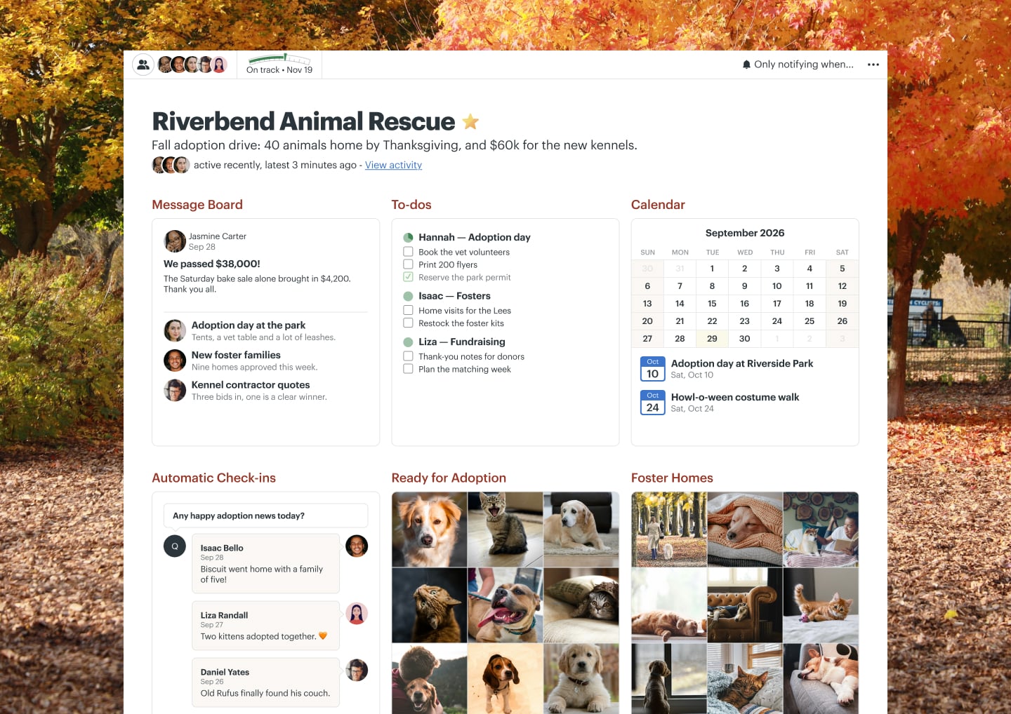 A pet adoption drive project in Basecamp with Docs & Files, a Message Board, a Calendar, To-dos, and Automatic Check-ins